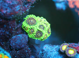 Zoabrary Zoanthid Id The Zoanthid Library