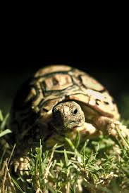 Turtle Iphone Wallpaper
