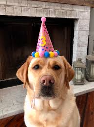 Happy 3rd birthday to our gorgeous Gracie xx