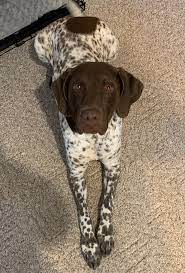 They are very versatile and will hunt in both water and land. Rudy Norcal Gsp Rescue