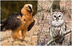 Maybe you would like to learn more about one of these? Meet The 10 Most Dangerous Birds In The World