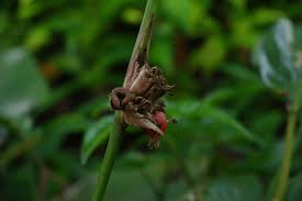 Image result for Aframomum mala