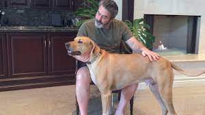 Rhodesian ridgeback size and appearance. Why To Get A Rhodesian Ridgeback Youtube