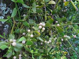 Image result for Viscum obscurum