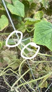 Image result for Mealybug cucumber