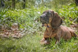 Image result for hannoverský barvář