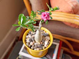 Eastern ave #115, las vegas, nv 89123. Desert Rose Plant Care Growing Guide