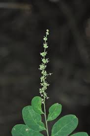 Image result for Phyllanthus taylorianus