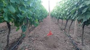 Image result for pruning grapes on a pergola