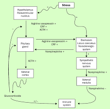 Interactions Between Nervous Endocrine And Immune Systems Pituitary Download Scientific Diagram