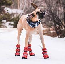 Looking for winter dog boots? Dog Boots For Great Danes Alldogboots Com