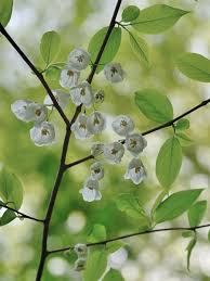 Image result for Halesia