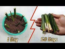 Pin On Gardening Video