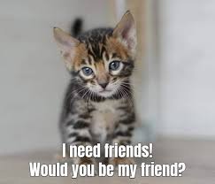 Check spelling or type a new query. Hai There Wanna Be Friend My Funny Quotes Cat Facebook