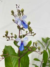 Image result for Clerodendrum