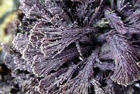 Image result for Microcoelia corallina