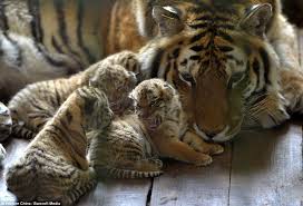 A female will go through periods where she is receptive for a couple of days, and a pair will mate several times during that window of time. How Many Babies Does A Tiger Have