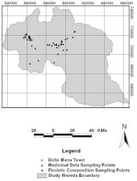 Image result for Phyllanthus pseudoniruri