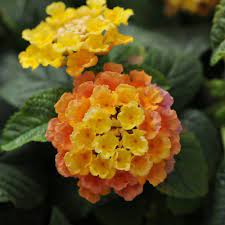 2 5 Qt Little Lucky Peach Glow Lantana Live Perennial Plant Orange Peach To Yellow Bloom Clusters 3818q The Home Depot Lantana Flowers Perennial Plants