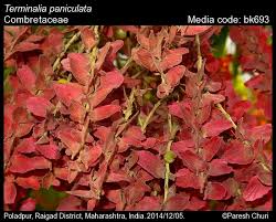 Image result for Combretaceae