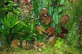 Using Live Plants In Your Home Aquarium