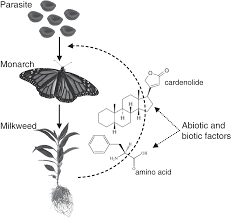 (various forms of social parasitism, kleptoparasitism, and cheating parasitism, as discussed below, are characterized by a less close association between parasite and host, however.) hyperparasitoidism can be used for biological control of the pest and parasites. Multi Trophic Interactions And Migration Behaviour Determine The Ecology And Evolution Of Parasite Infection In Monarch Butterflies Chapter Seventeen Wildlife Disease Ecology