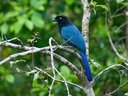 Image result for Cyanotis namuliensis