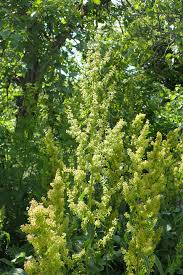 Image result for Rumex lanceolatus