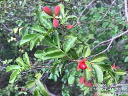 Image result for Trichilia