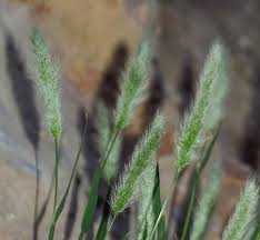 Image result for Polypogon