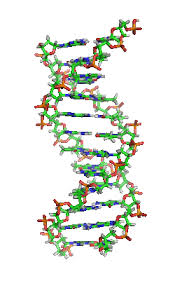 Welche funktion hat die rna? Desoxyribonukleinsaure Wikipedia