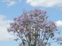 You probably choose bouquets based on the types of flowers your recipient likes best, or whichever ones look or smell prettiest. Hd Wallpaper Trees Landscape Hours Flowers Nature Sky Funds Plant Wallpaper Flare