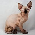 Sphynx Kittens , Sphynx Cats - Indigo Sphynx Kittens ...