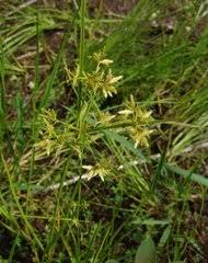 Image result for Pycreus atribulbus