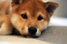 Pin By Brandi Ciano On Cuties Cute Dogs Breeds Shiba Inu Dog Cute Dogs