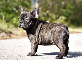 Sweet, playful, loves to learn new tricks and cuddles on the couch. Cheap French Bulldog Puppies Under 500 Ethical Frenchie