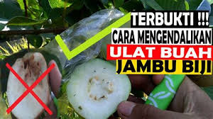 Cara kami membungkus jambu kristal #jambukristal #bungkusjambukristal #singkaltv. Cara Mengatasi Jambu Kristal Busuk Cara Mengatasi Jambu Kristal Busuk Basmi Penyakit Ternyata Ini Masalah Yang Hampir Dirasakan Oleh Semua Pembudidaya Tanaman Ini