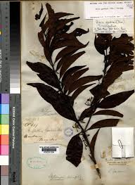 Image result for Aidia