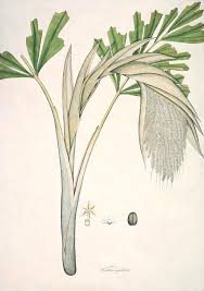 Image result for Caryota urens