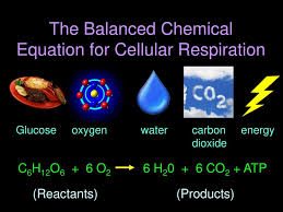4.what is the correct equation for cellular respiration? Cellular Respiration Ppt Download