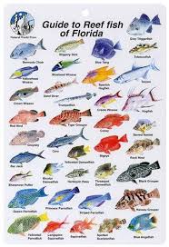 Http Www Puravidadivers Com Pvd2 Wp Content Uploads 2013 10 Florida Reef Fish Id Card Jpg Florida Fish Fishing Trip Fish