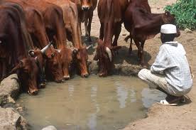 The food and agriculture organization (fao) is a specialized agency of peter rabbit has joined forces with the united nations (un), fao and the un foundation to enlist more food heroes, who. Fao Launch Discussion Paper On Accounting Livestock Water Productivity Un Water