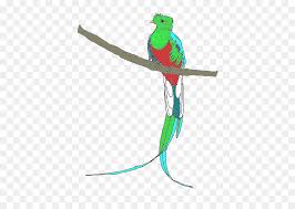 Bird Line Drawing Png Download 434 639 Free Transparent Quetzal Png Download Cleanpng Kisspng A quetzal is a brightly colored bird in the trogon family. bird line drawing png download 434