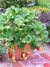 You can buy runners from late summer to early spring, and they should be planted in early autumn, or early spring (avoid planting in winter when the ground is. There Are Fewer Diseases And Pest Problems When Strawberries Are Grown In Containers Plants Growing Strawberries Veggie Garden