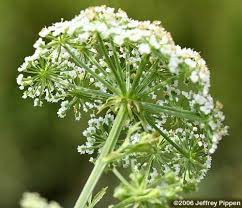 Image result for Sium repandum