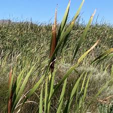 Image result for Typha capensis