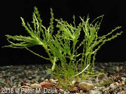 Image result for Najas