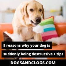 9 Reasons Why Your Dog Is Suddenly Being Destructive Tips Dogsandclogs