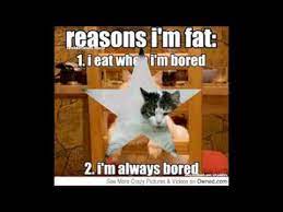 500 x 348 jpeg 52 кб. Fat Cat Memes Youtube