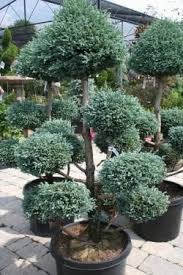 Check spelling or type a new query. Pin By Jill Mayhew On Yard Trees For Front Yard Evergreen Landscape Front Yard Japanese Garden